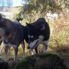 Le Chien Qui Rit Frankrijk
