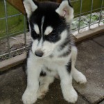 Puppy Balto