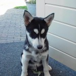 Puppy Balto