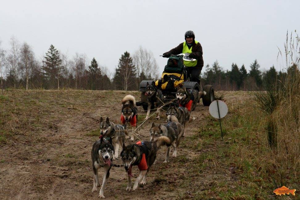 san in actie