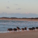 Prachtig over het strand