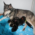 Shasta met 6 puppies 6 november 2015