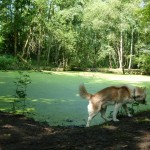 Groot grondbezitter