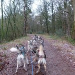 het bos in