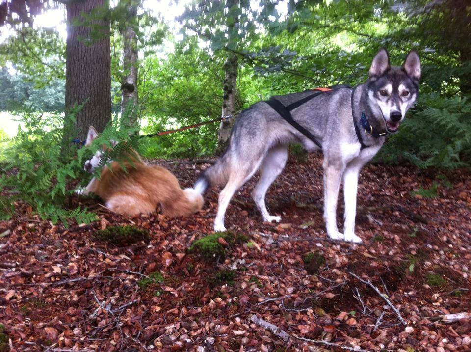 Lekker in het bos