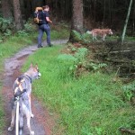 Hike in het bos