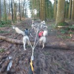 Husky Hippique