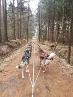 Siberische husky's