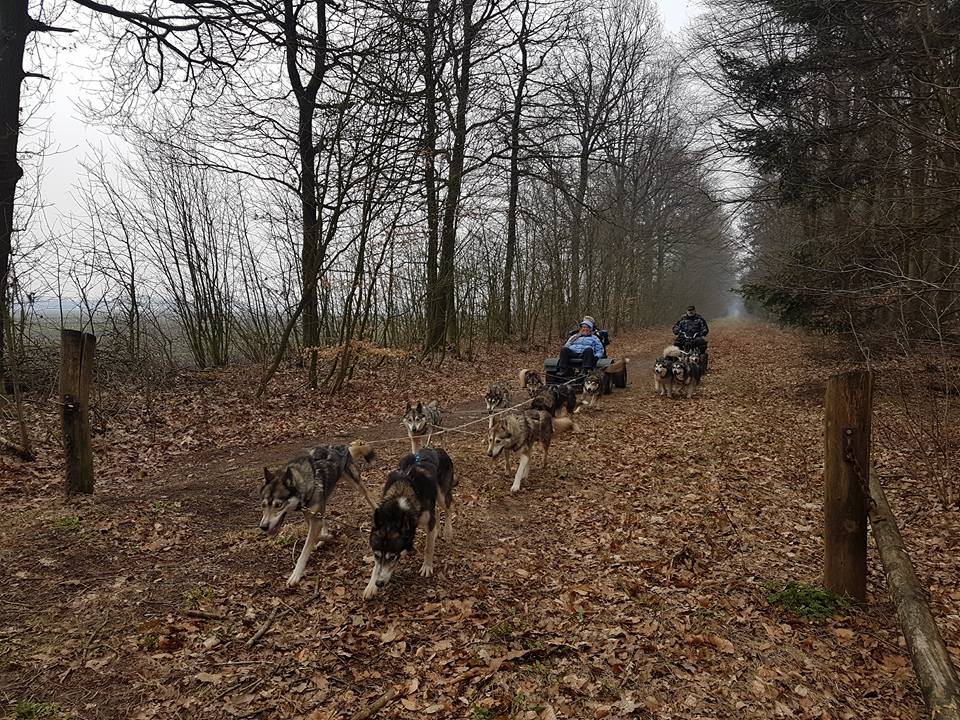 Paas Brunch Sledehonden