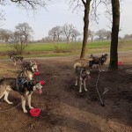 Husky's tevreden na training