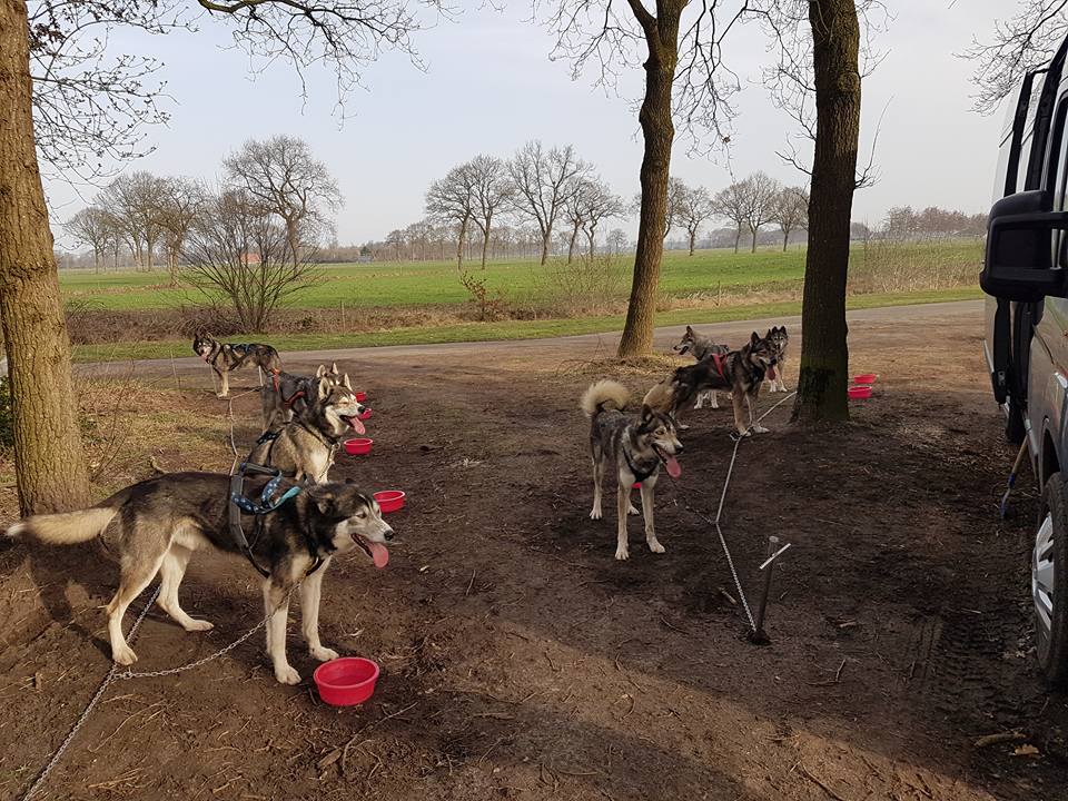 Husky's tevreden na training