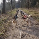 Training Husky's