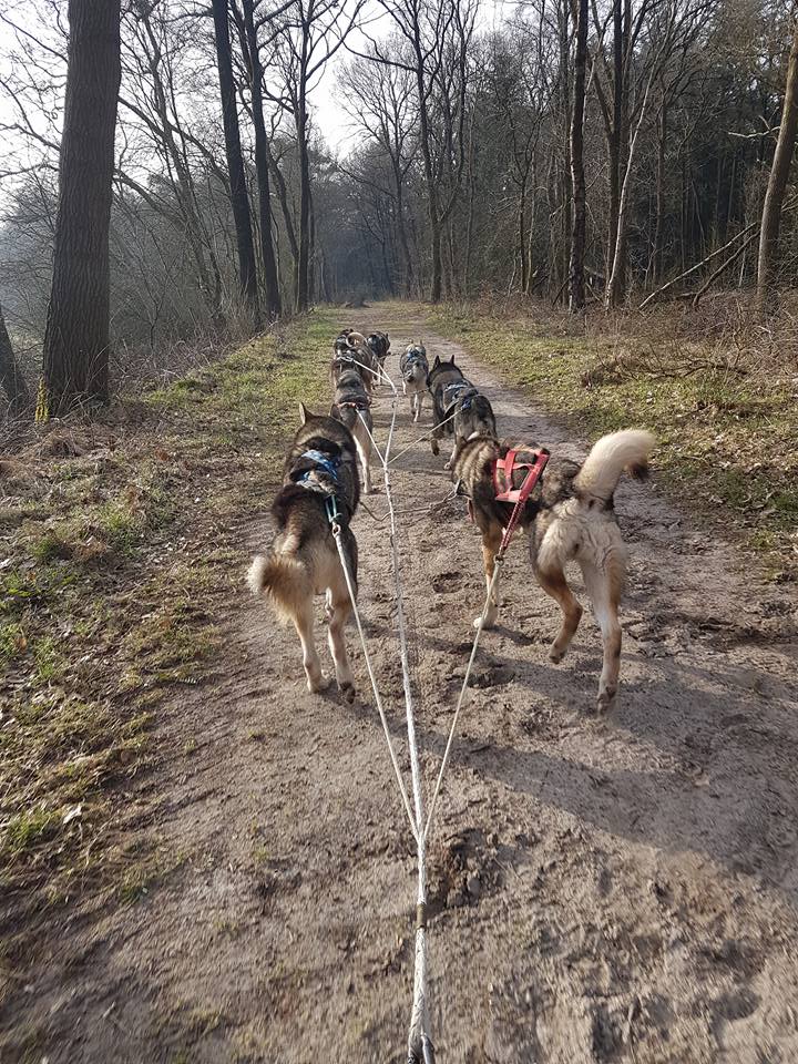 Training Husky's