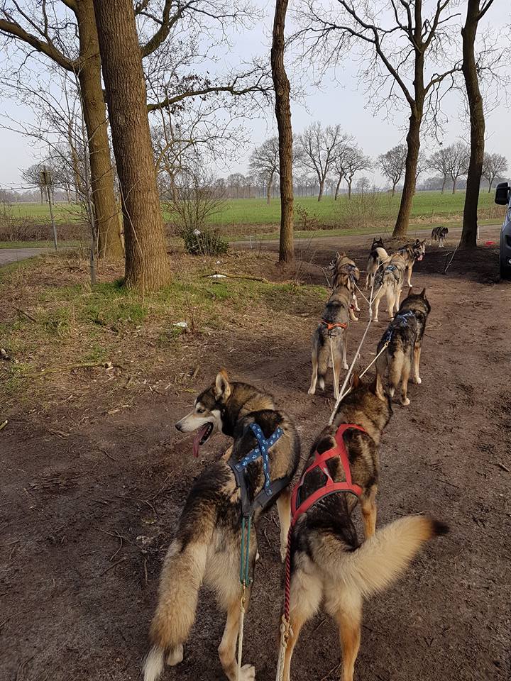 Husky bij terugkomst