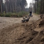 Husky Trainen in het bos