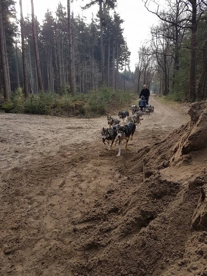 Husky Trainen in het bos