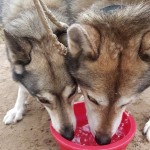 Samen drinken