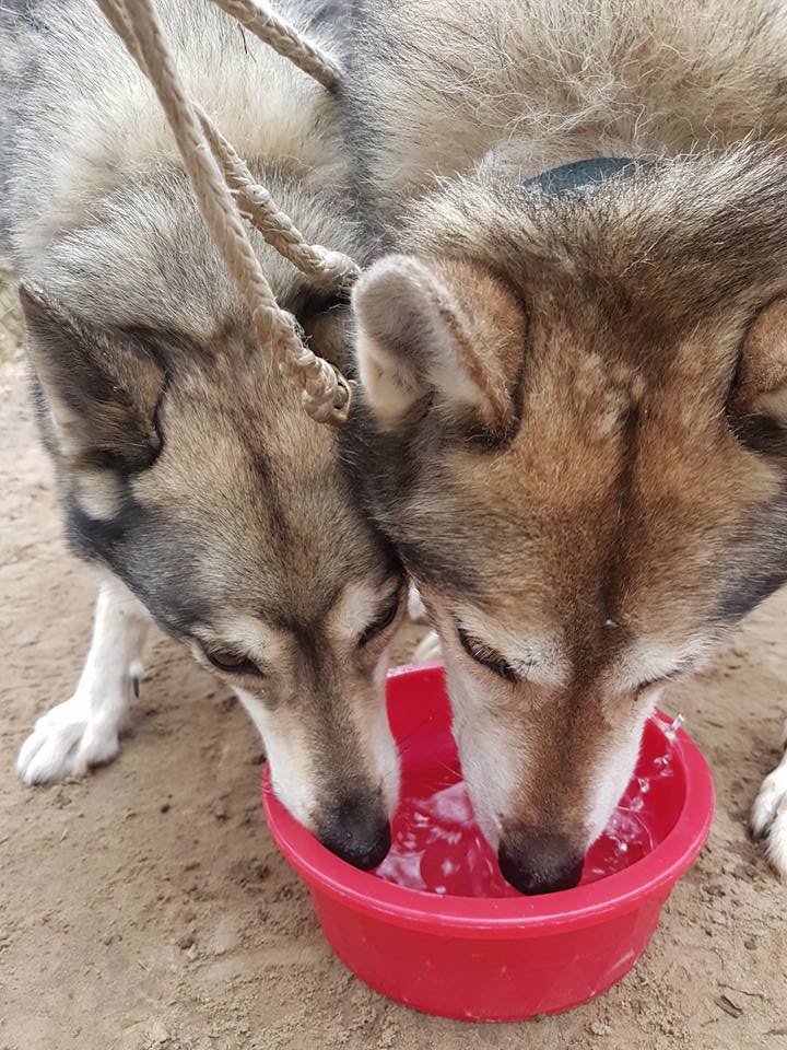 Samen drinken