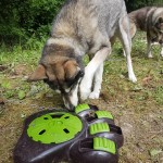 Husky Braintrainer