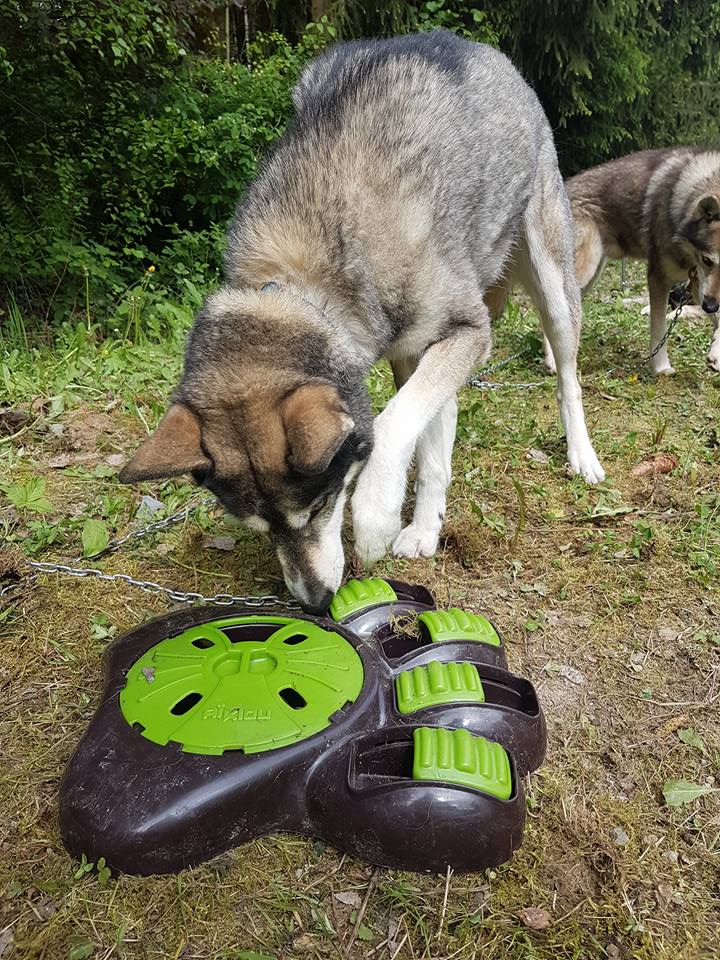 Husky Braintrainer