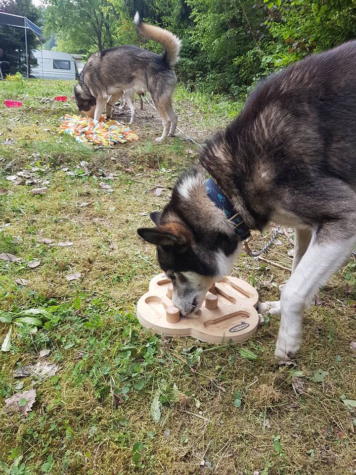 Husky puzzle