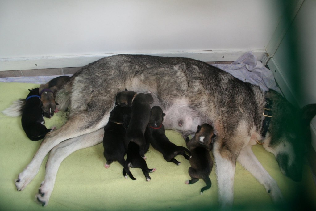 Taisai met haar 7 puppies