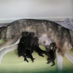 Taisai met haar 7 puppies