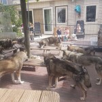 Husky's eten kinderen kijken