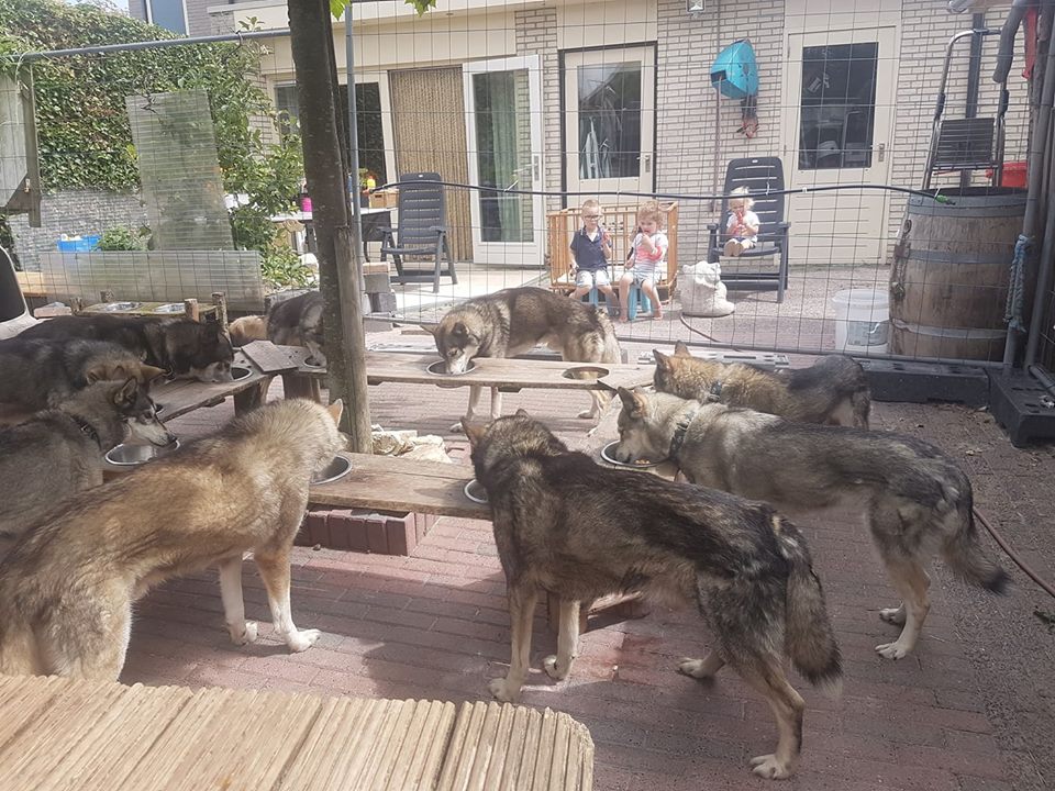 Husky's eten kinderen kijken