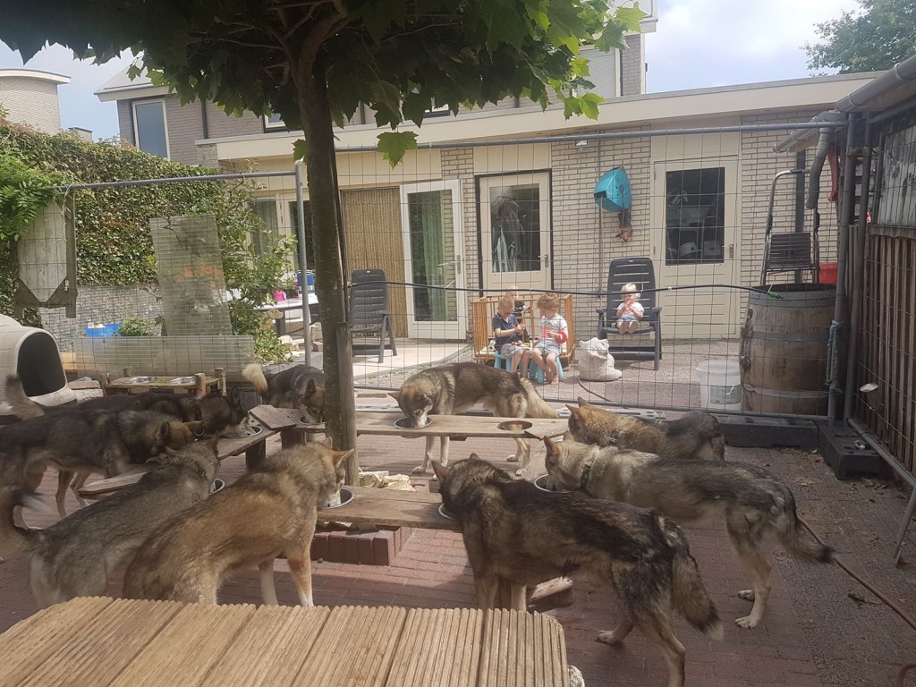 Husky's aan de huskybar