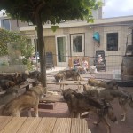 Husky's aan de huskybar