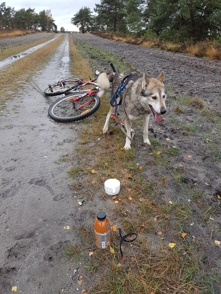 Findus Happydog MTB