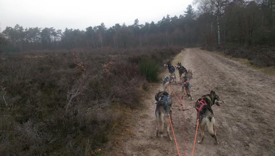 Trainen