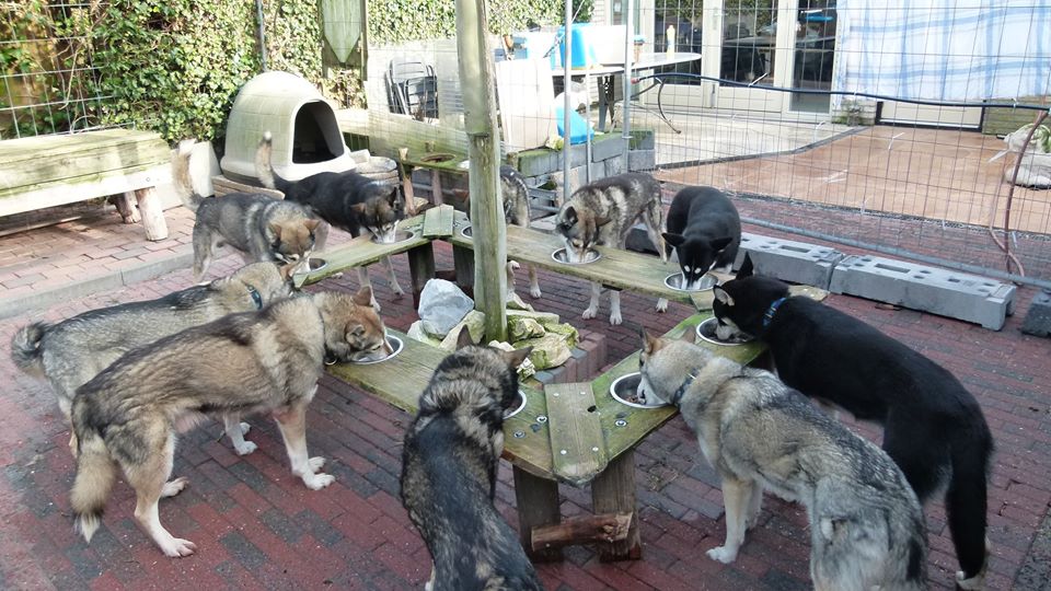 Huskybar met 10