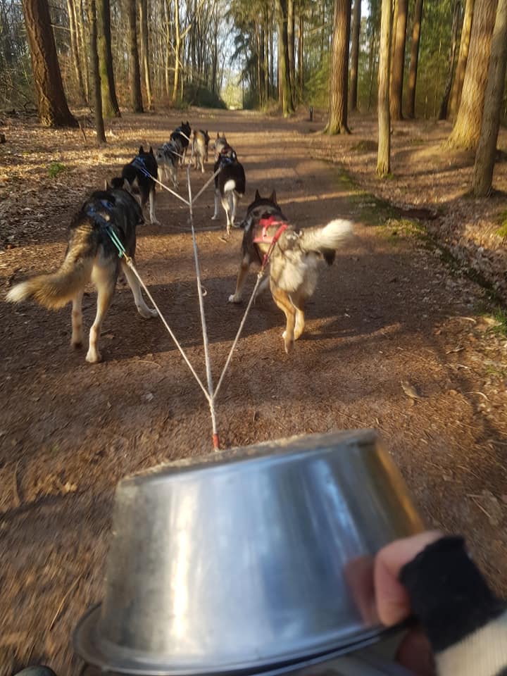 Door het bos