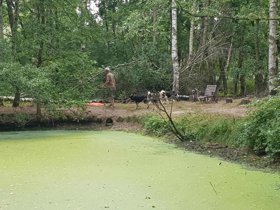 Heerlijk om de vijver