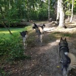 Rennen door het bos