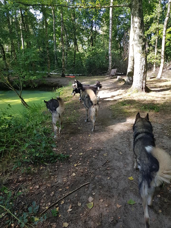 Rennen door het bos