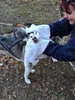 Ayla de spinnende husky