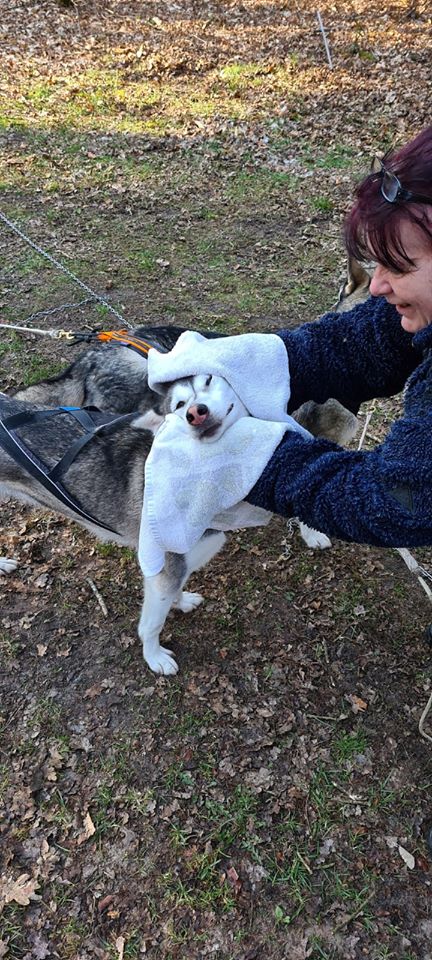 Ayla de spinnende husky