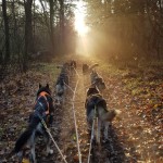 Heerlijk door het bos