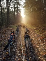 Heerlijk door het bos