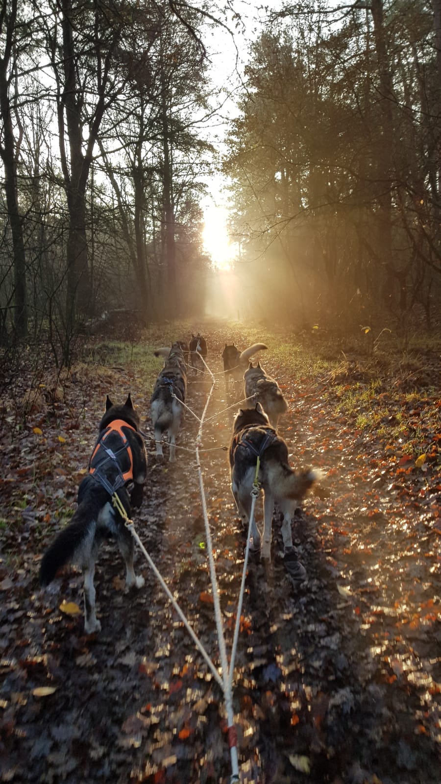 Heerlijk door het bos