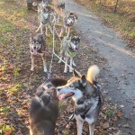 Lekker door het bos