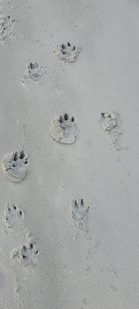 Pootjes in het zand