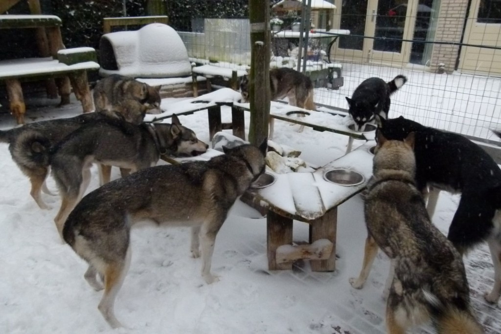 Husky Biofood ontbijt