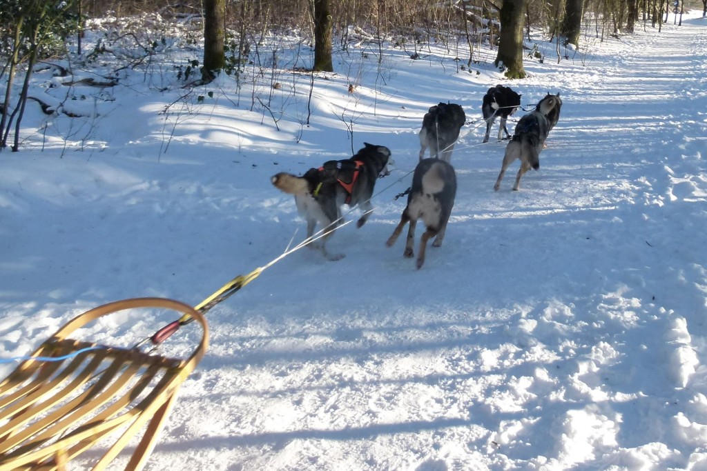 Het bos in