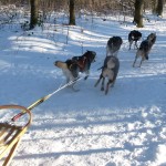 Het bos in