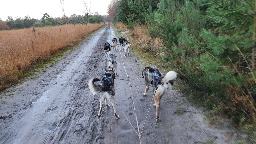 Longhorn trail