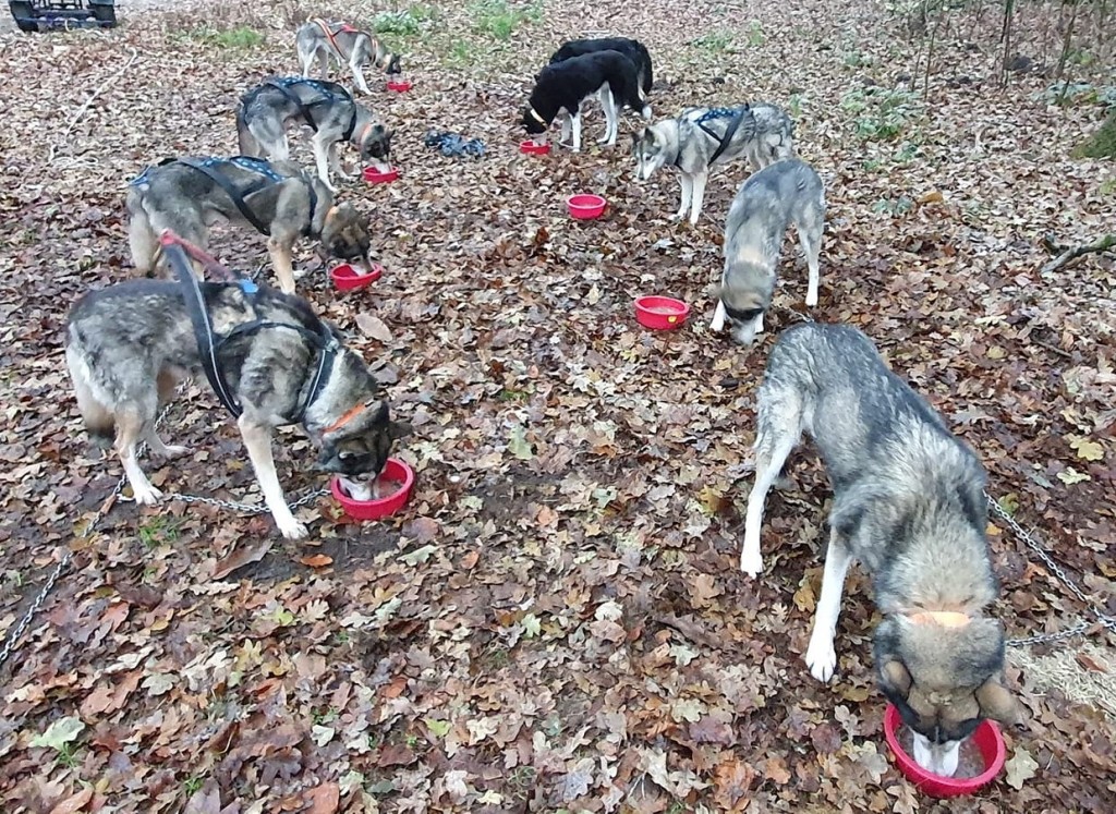 Biofood husky ontbijt